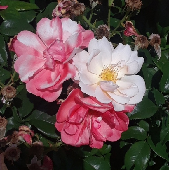 Meet Your Posher! - Picture 3 of 3